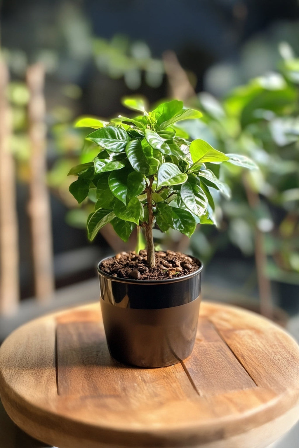 Lot De 2 Caféier 'Coffea Arabica' – Plante D’Intérieur