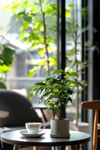 Lot De 2 Caféier 'Coffea Arabica' – Plante D’Intérieur