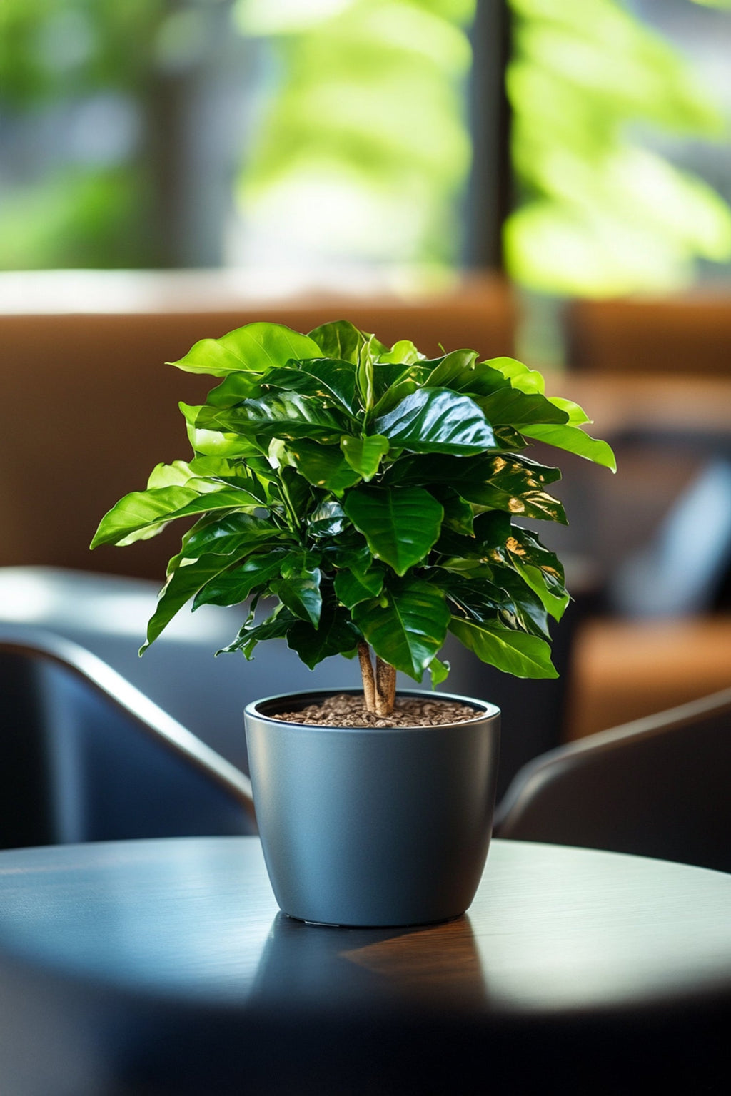 Lot De 2 Caféier 'Coffea Arabica' – Plante D’Intérieur