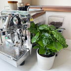 Lot De 2 Caféiers Arabica – Plante D'Intérieur