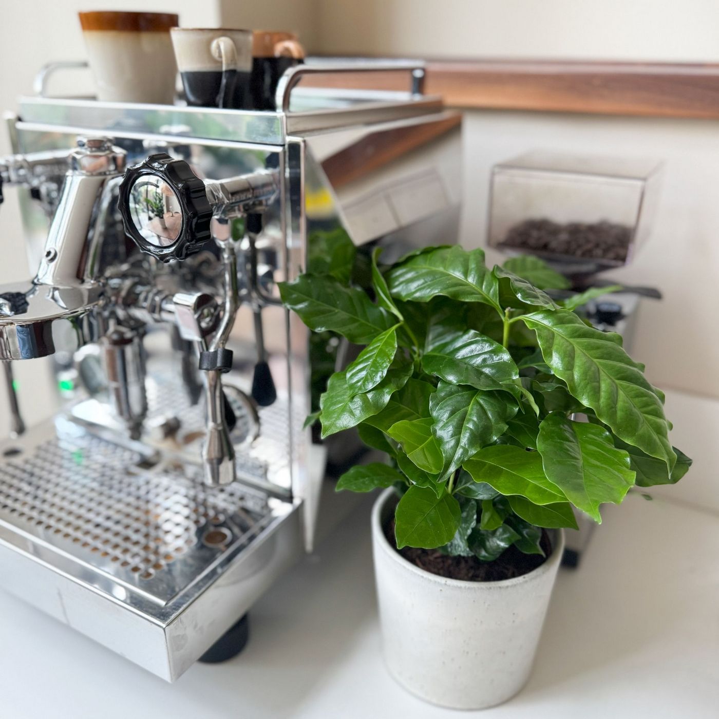 Lot De 2 Caféiers Arabica – Plante D'Intérieur