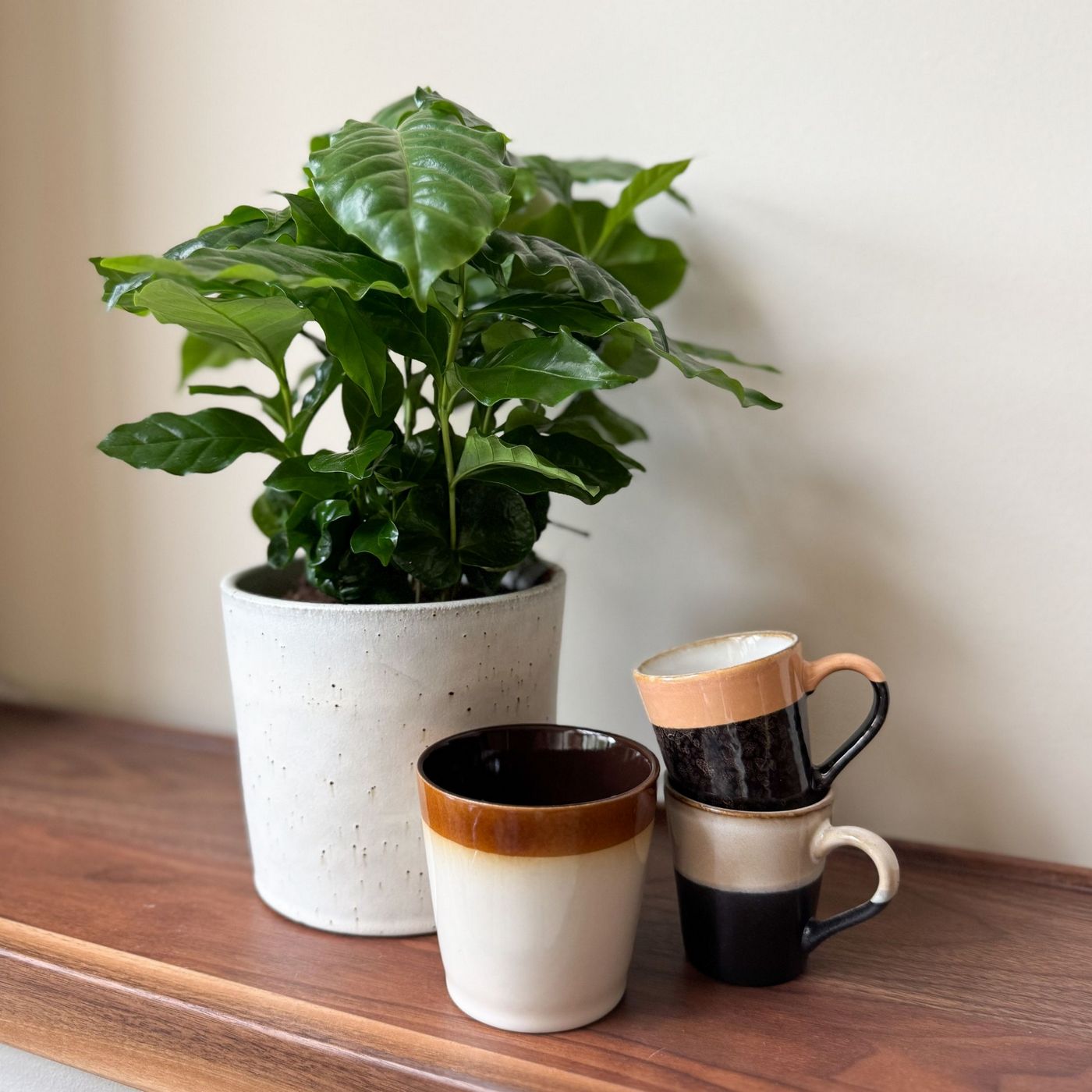 Lot De 2 Caféiers Arabica – Plante D'Intérieur
