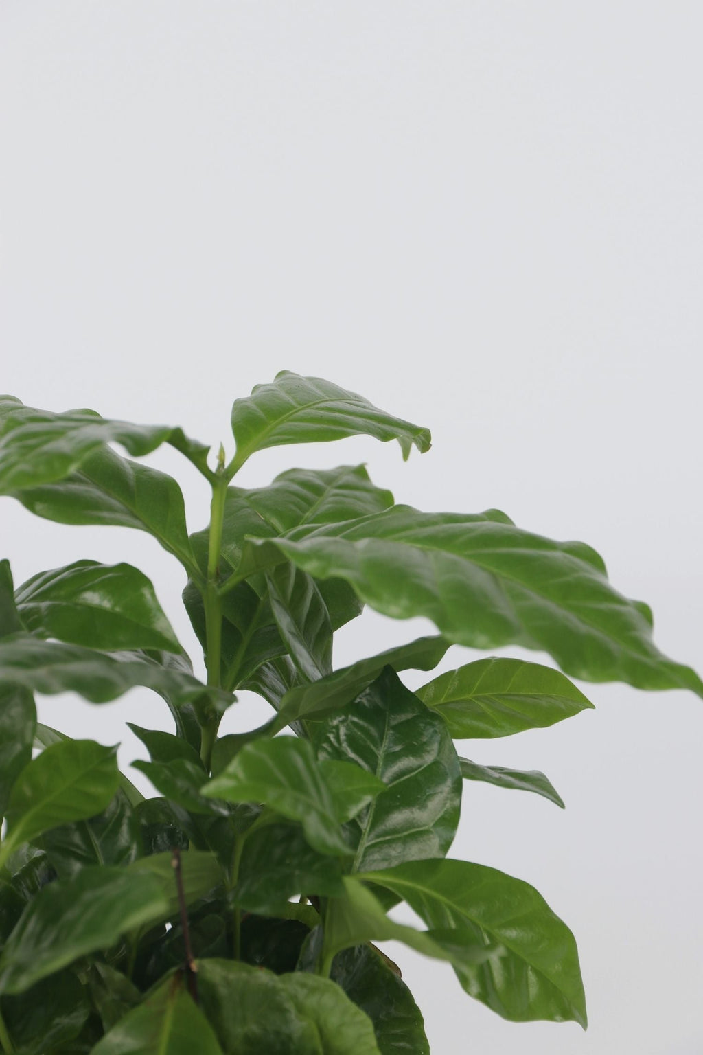 Lot De 2 Caféier 'Coffea Arabica' – Plante D’Intérieur