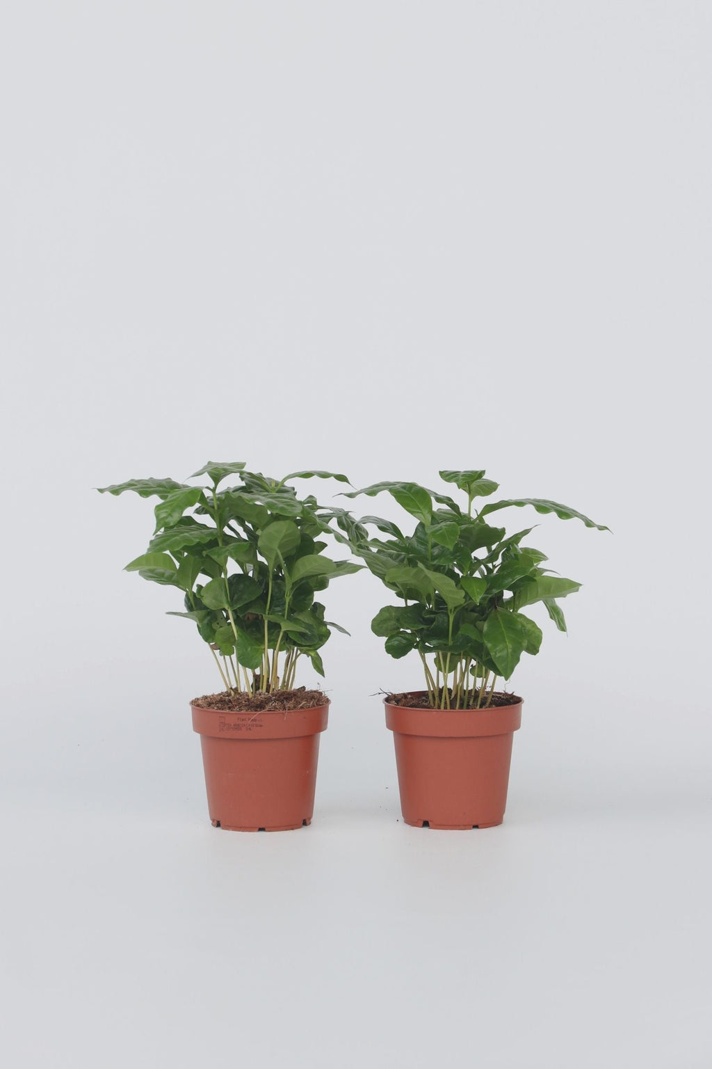 Lot De 2 Caféier 'Coffea Arabica' – Plante D’Intérieur