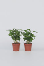 Lot De 2 Caféier 'Coffea Arabica' – Plante D’Intérieur