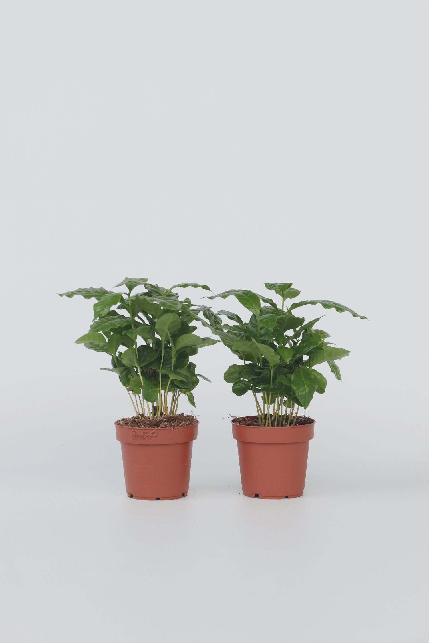 Lot De 2 Caféier 'Coffea Arabica' – Plante D’Intérieur