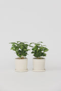 Lot De 2 Caféier 'Coffea Arabica' – Plante D’Intérieur