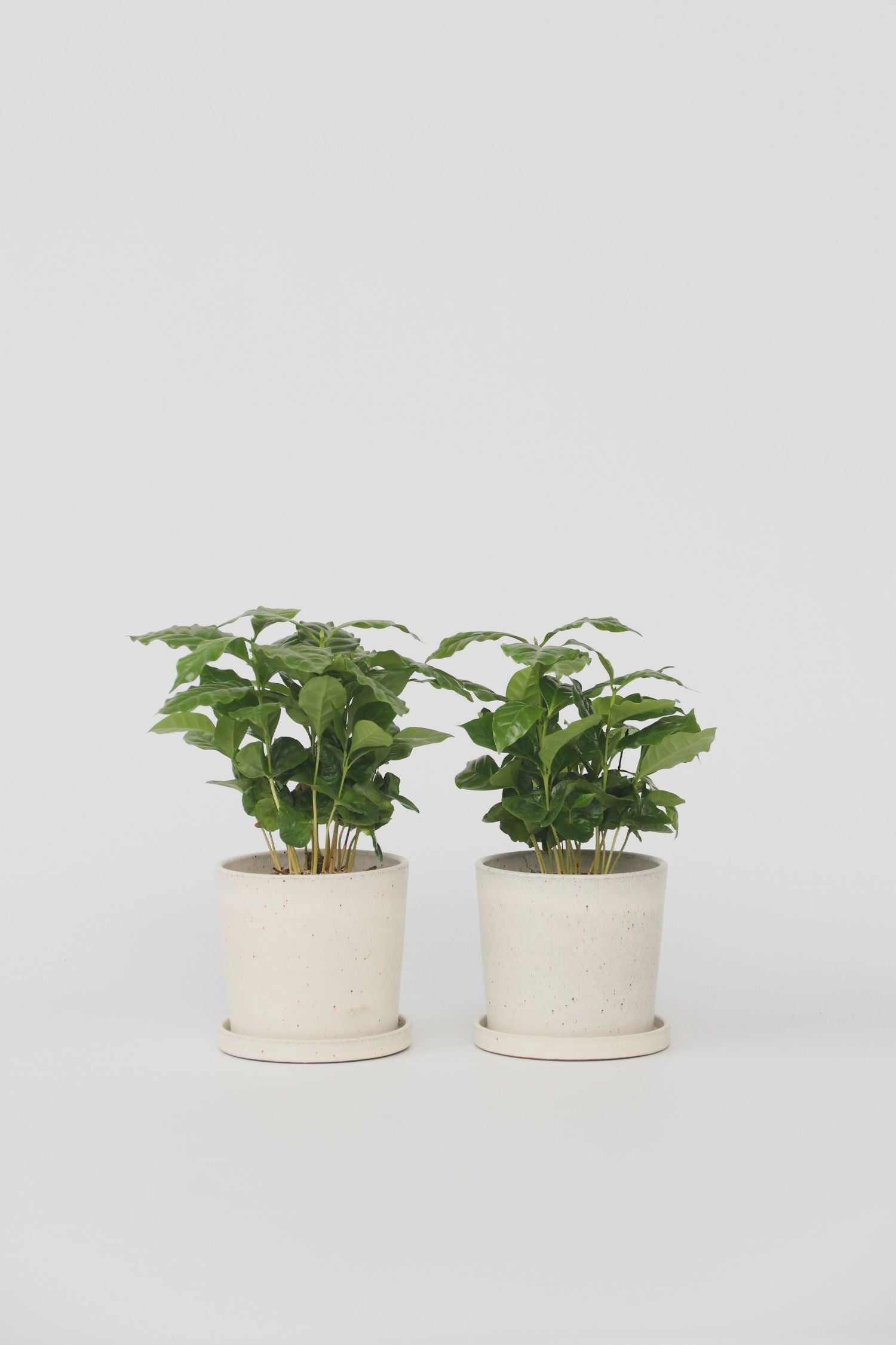 Lot De 2 Caféier 'Coffea Arabica' – Plante D’Intérieur