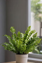 Lot De 2 Asplenium Crispy Wave – Plante D’Intérieur