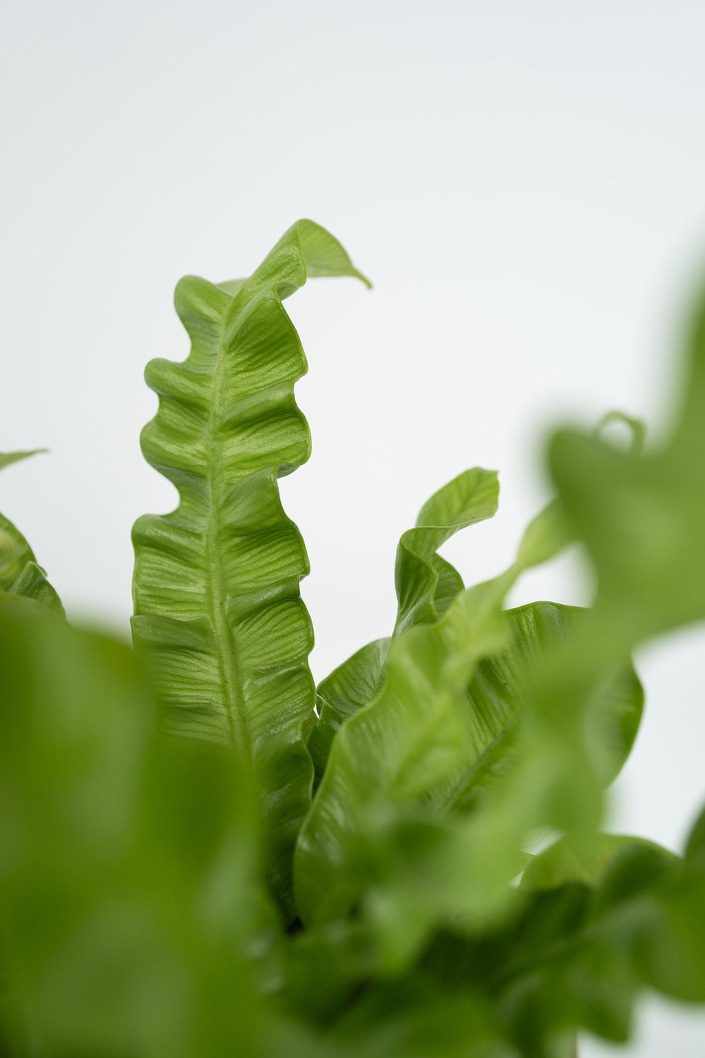 Lot De 2 Asplenium Crispy Wave – Plante D’Intérieur