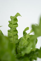 Lot De 2 Asplenium Crispy Wave – Plante D’Intérieur
