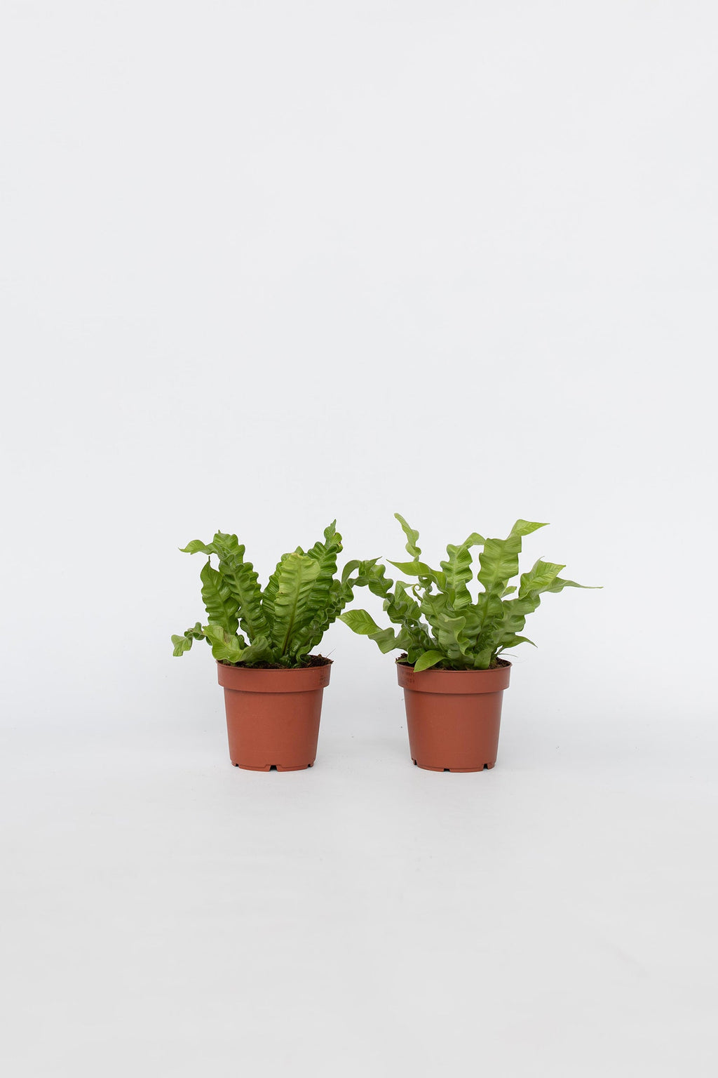 Lot De 2 Asplenium Crispy Wave – Plante D’Intérieur