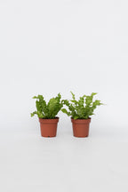 Lot De 2 Asplenium Crispy Wave – Plante D’Intérieur