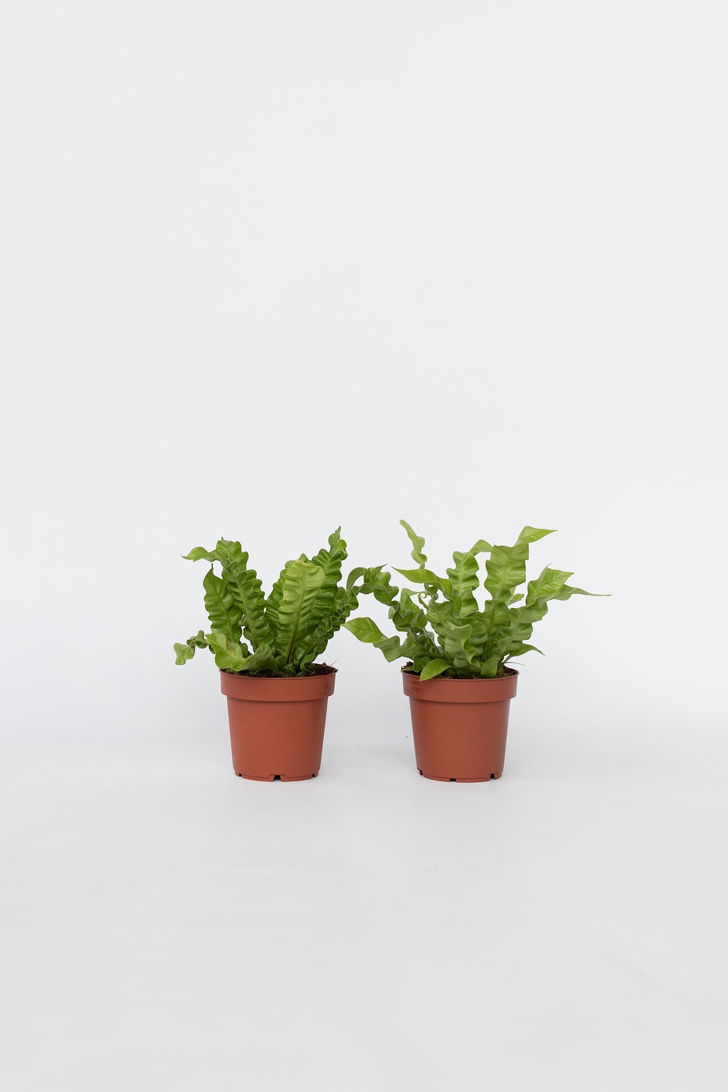 Lot De 2 Asplenium Crispy Wave – Plante D’Intérieur