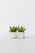 Lot De 2 Asplenium Crispy Wave – Plante D’Intérieur
