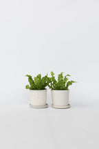 Lot De 2 Asplenium Crispy Wave – Plante D’Intérieur