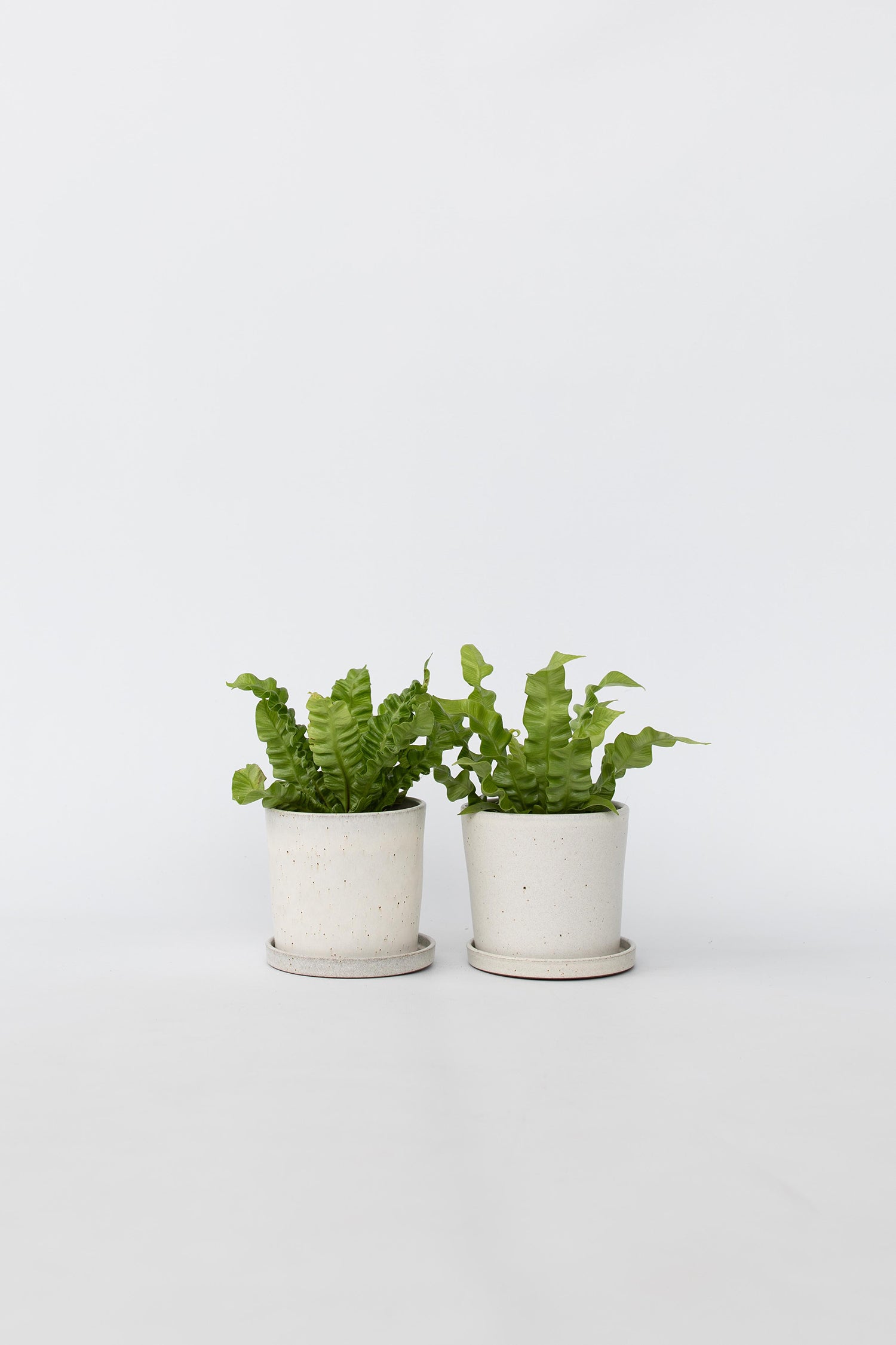 Lot De 2 Asplenium Crispy Wave – Plante D’Intérieur
