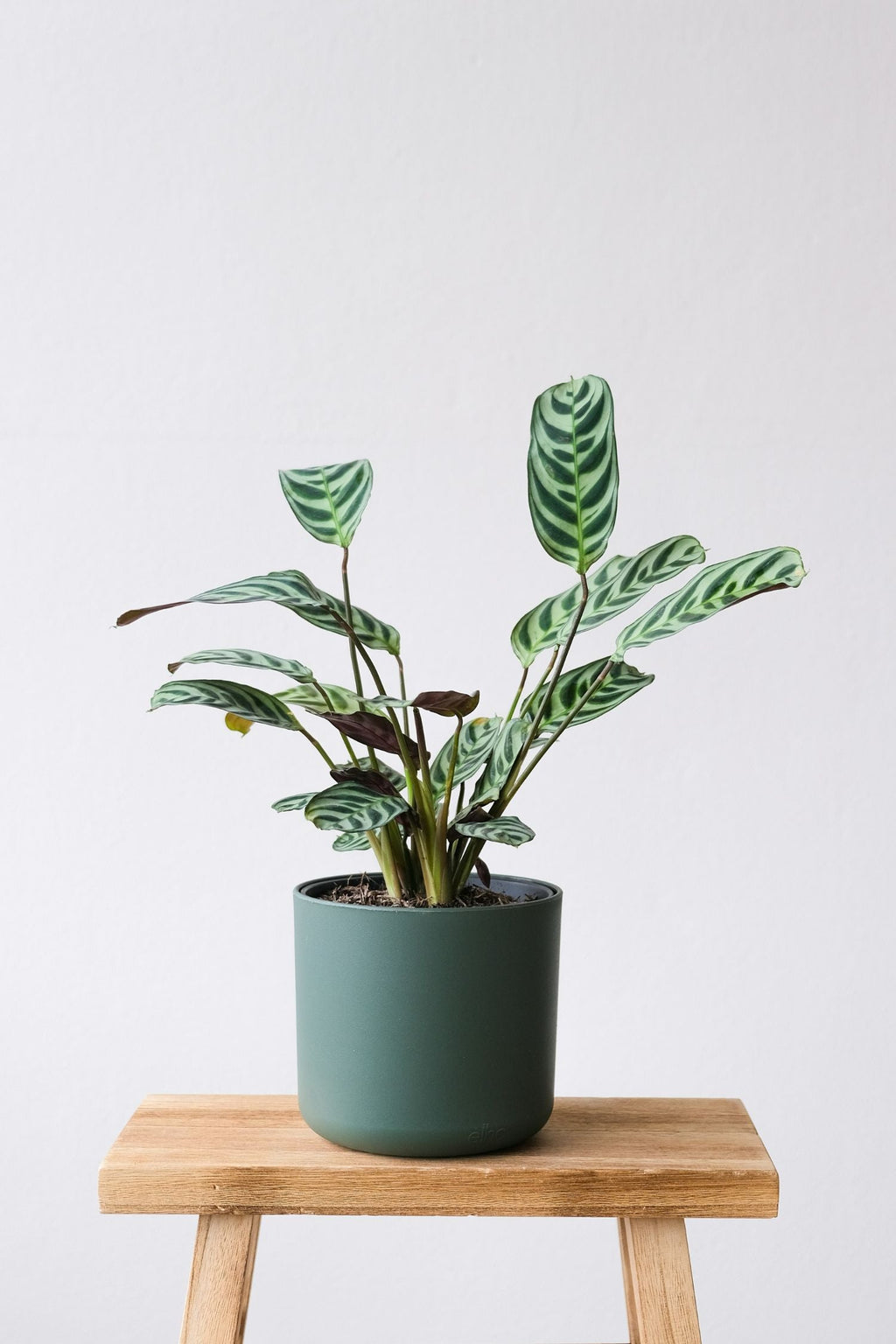 Lot De 2 Ctenanthe ‘Burle Marxii’ – Plante D’Intérieur