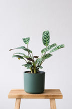 Lot De 2 Ctenanthe ‘Burle Marxii’ – Plante D’Intérieur