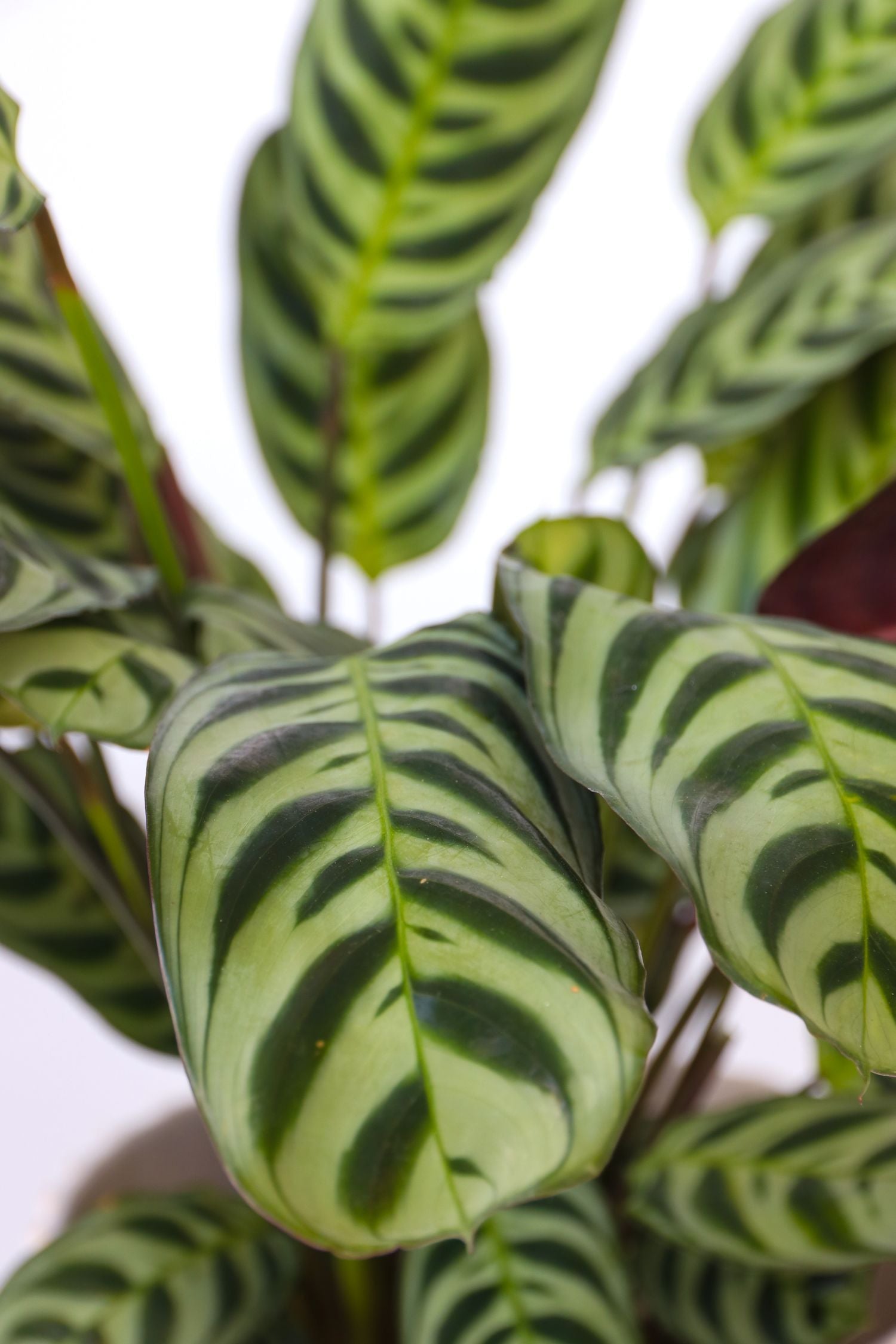 Lot De 2 Ctenanthe ‘Burle Marxii’ – Plante D’Intérieur