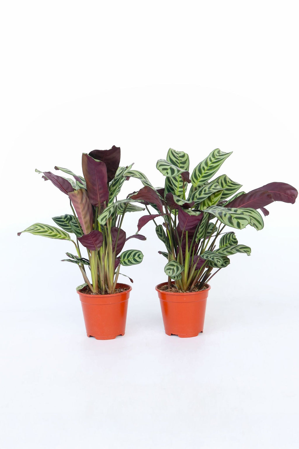 Lot De 2 Ctenanthe ‘Burle Marxii’ – Plante D’Intérieur
