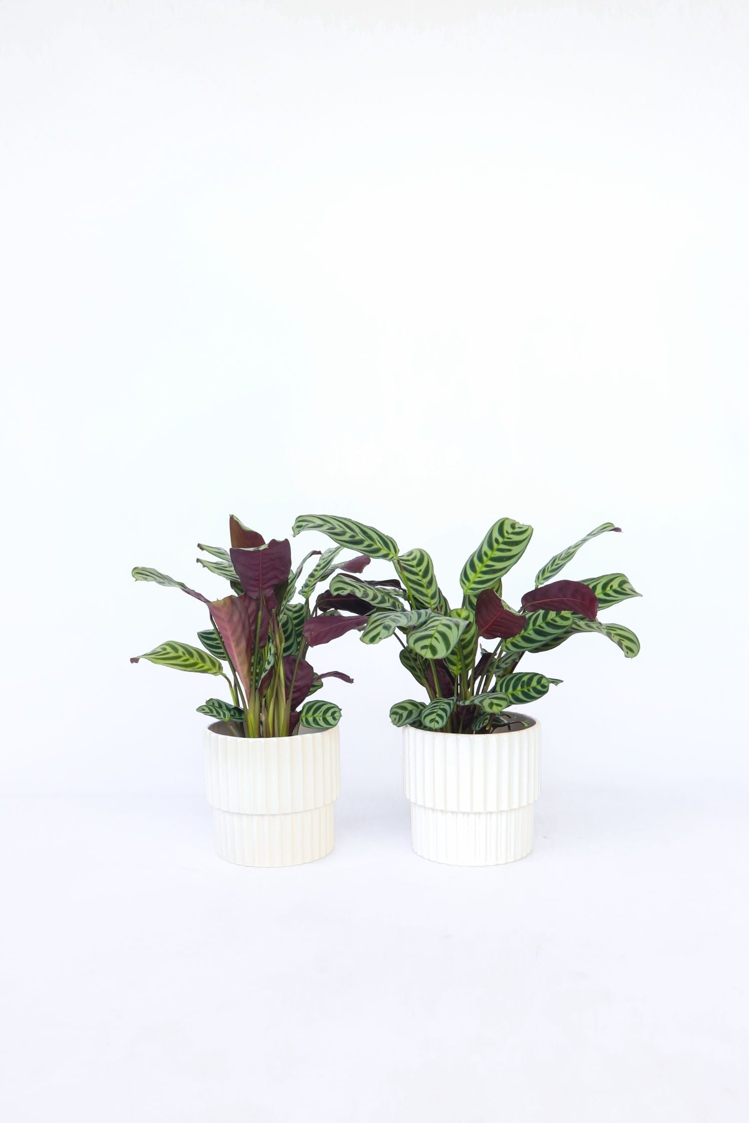 Lot De 2 Ctenanthe ‘Burle Marxii’ – Plante D’Intérieur