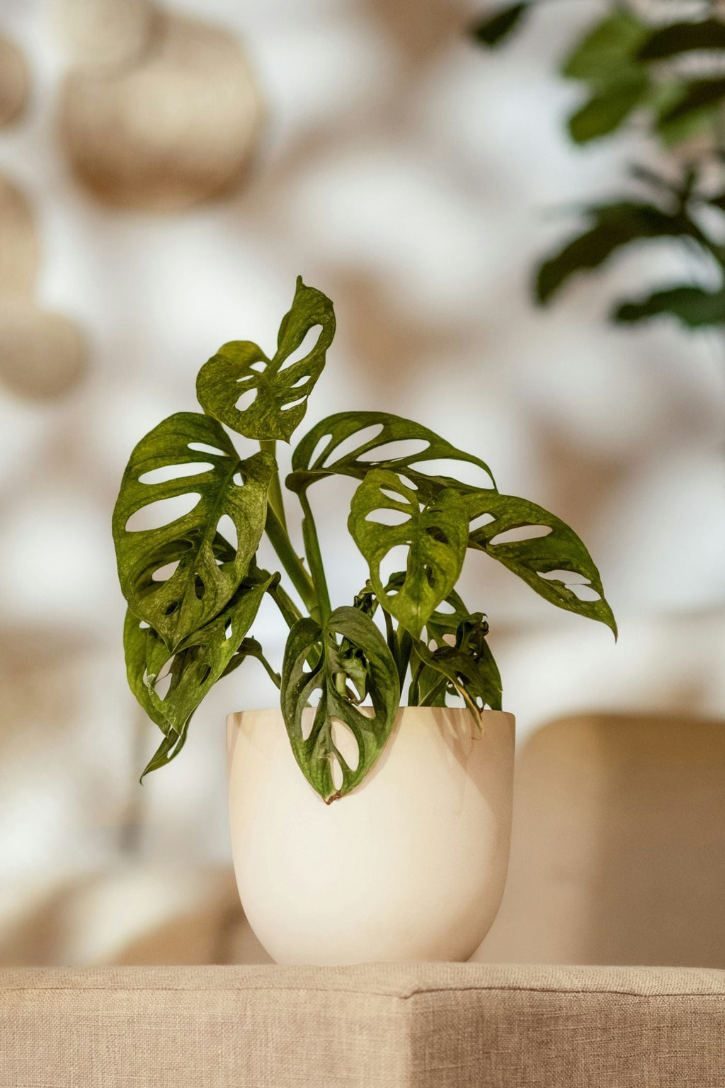 Lot De 2 Monstera Monkey Mask – Plante D’Intérieur