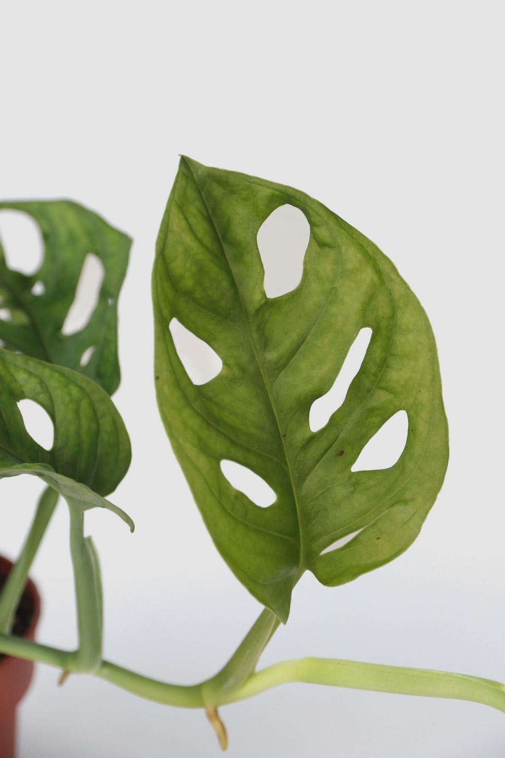 Lot De 2 Monstera Monkey Mask – Plante D’Intérieur