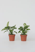Lot De 2 Monstera Monkey Mask – Plante D’Intérieur