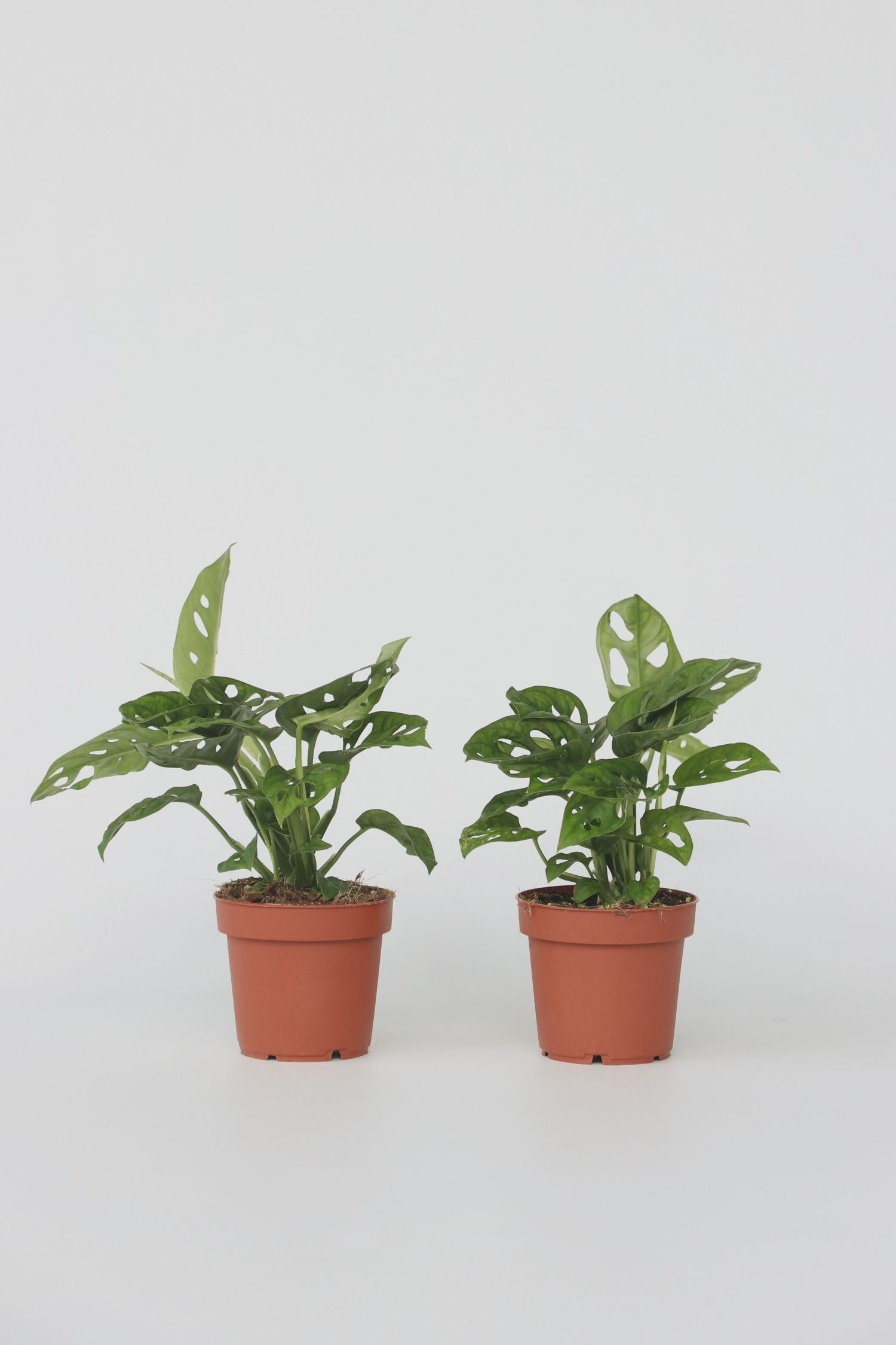 Lot De 2 Monstera Monkey Mask – Plante D’Intérieur