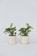 Lot De 2 Monstera Monkey Mask – Plante D’Intérieur