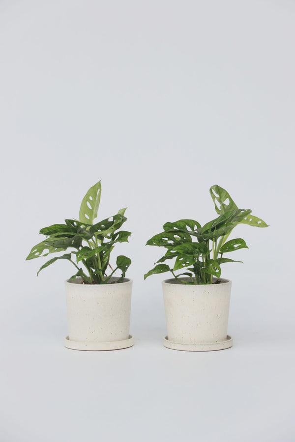 Lot De 2 Monstera Monkey Mask – Plante D’Intérieur