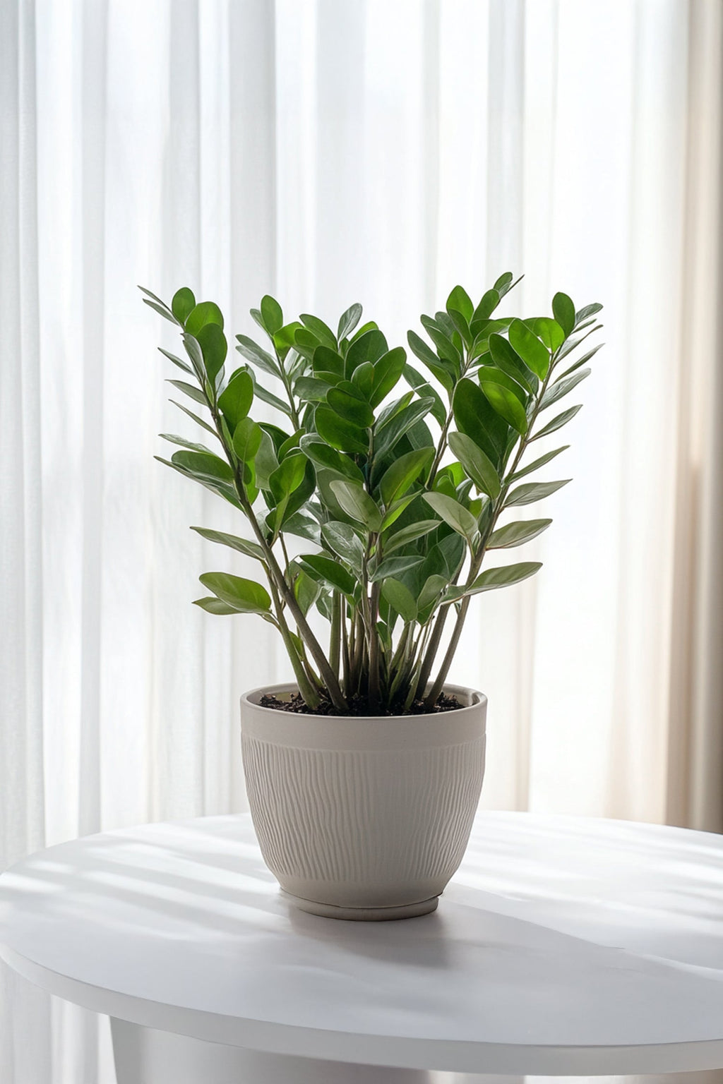 Zamioculcas ‘Zz’ – Plante D’Intérieur
