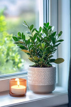 Zamioculcas ‘Zz’ – Plante D’Intérieur