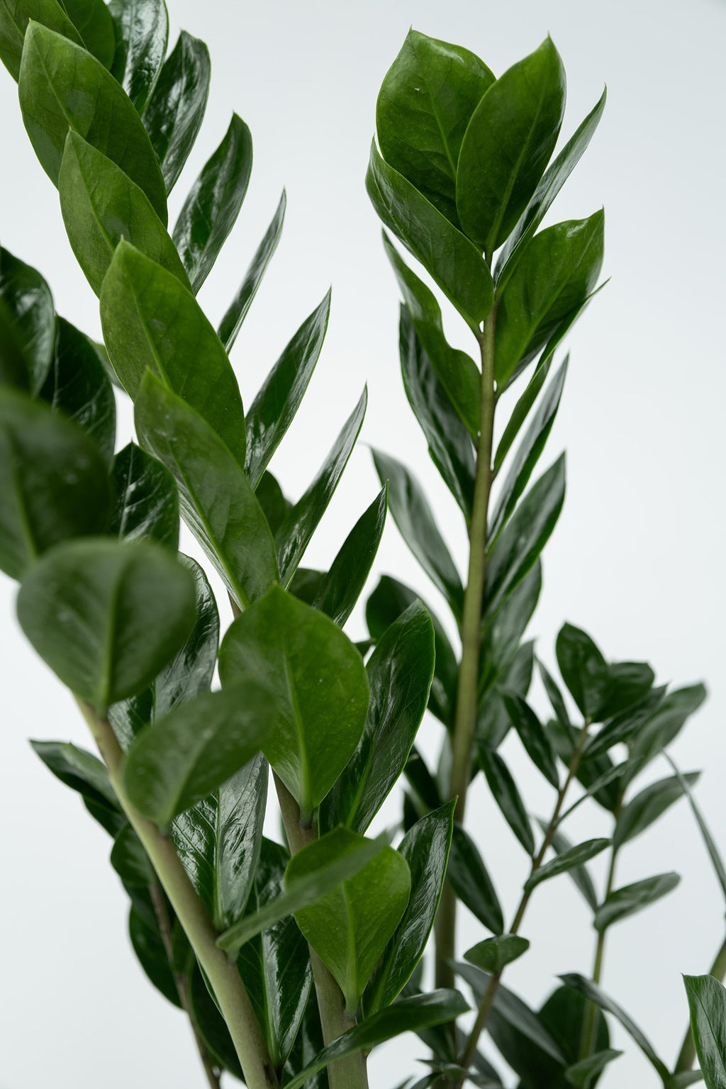 Zamioculcas ‘Zz’ – Plante D’Intérieur