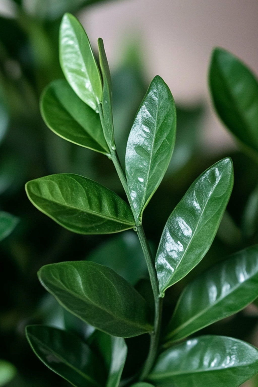 Zamioculcas ‘Zz’ – Plante D’Intérieur