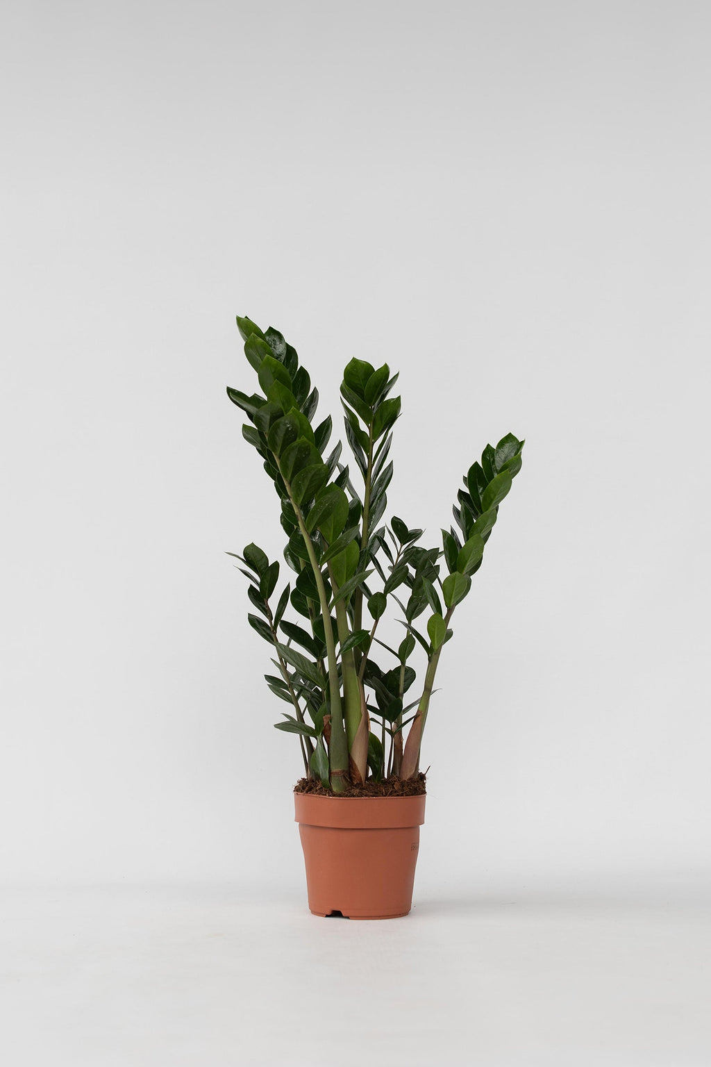 Zamioculcas ‘Zz’ – Plante D’Intérieur