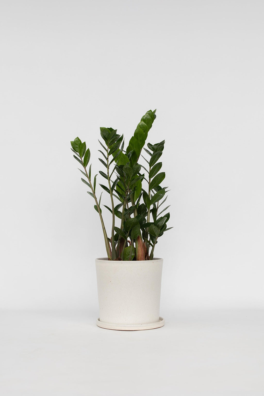 Zamioculcas ‘Zz’ – Plante D’Intérieur