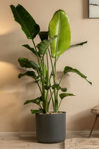 Strelitzia « Oiseau De Paradis » Avec Panier – Plante D’Intérieur