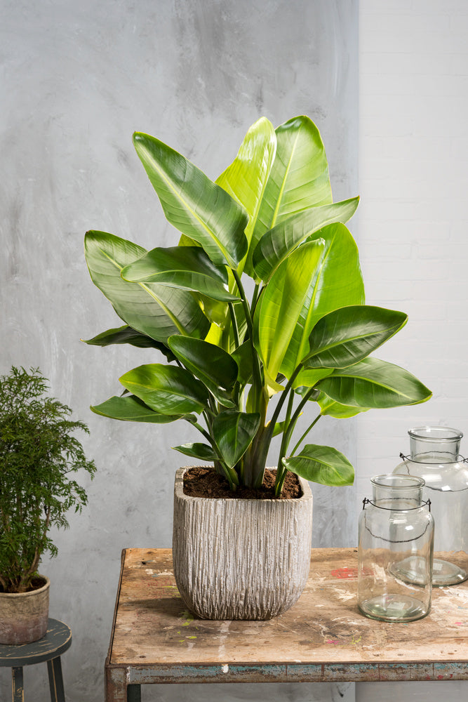 Strelitzia « Oiseau De Paradis » Avec Panier – Plante D’Intérieur
