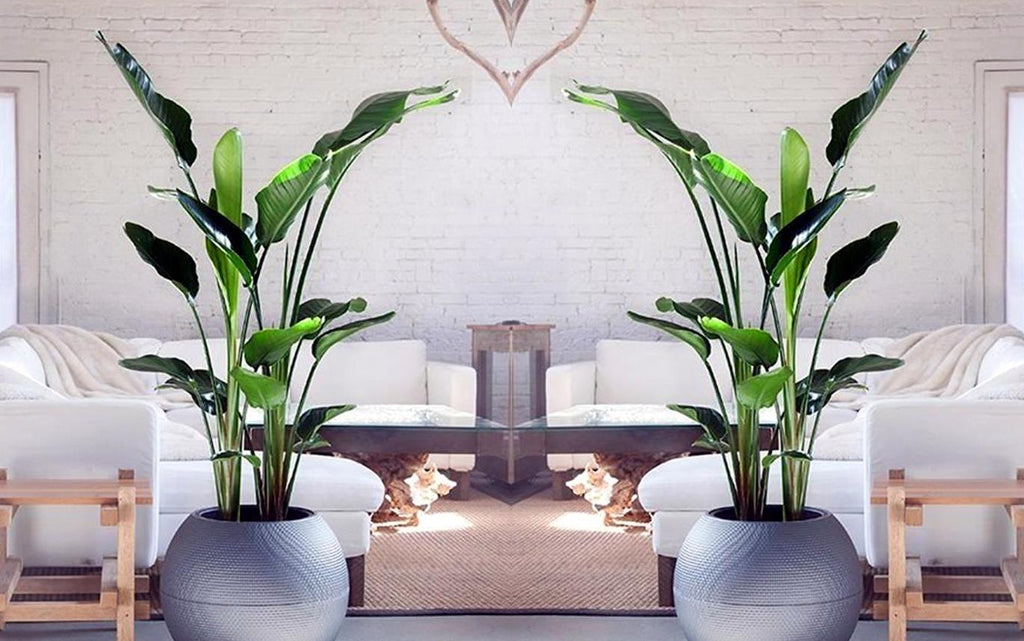 Strelitzia « Oiseau De Paradis » Avec Panier – Plante D’Intérieur