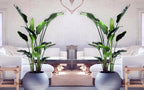 Strelitzia « Oiseau De Paradis » Avec Panier – Plante D’Intérieur