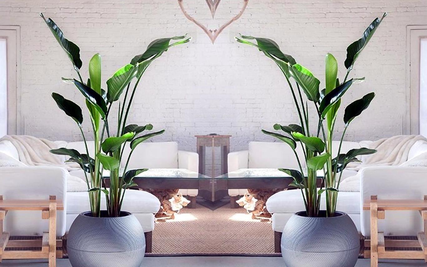 Strelitzia « Oiseau De Paradis » Avec Panier – Plante D’Intérieur