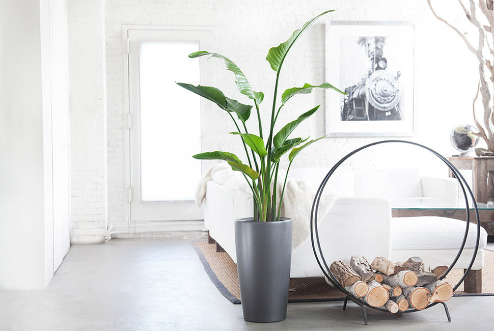 Strelitzia « Oiseau De Paradis » Avec Panier – Plante D’Intérieur