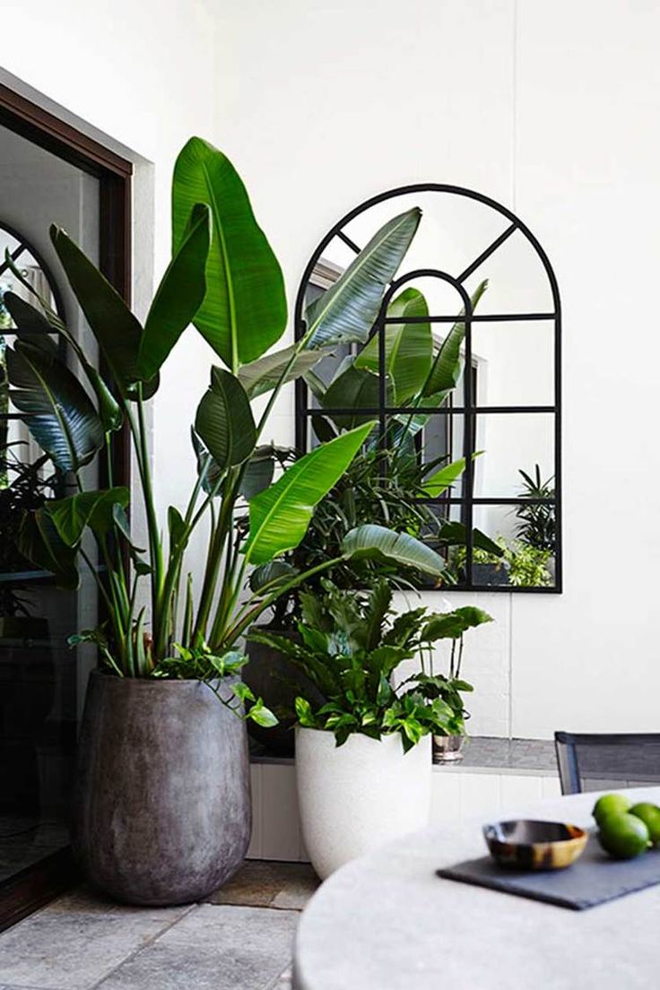 Strelitzia « Oiseau De Paradis » Avec Panier – Plante D’Intérieur