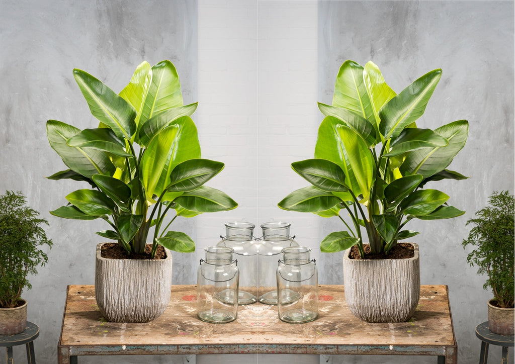 Strelitzia « Oiseau De Paradis » Avec Panier – Plante D’Intérieur