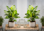 Strelitzia « Oiseau De Paradis » Avec Panier – Plante D’Intérieur