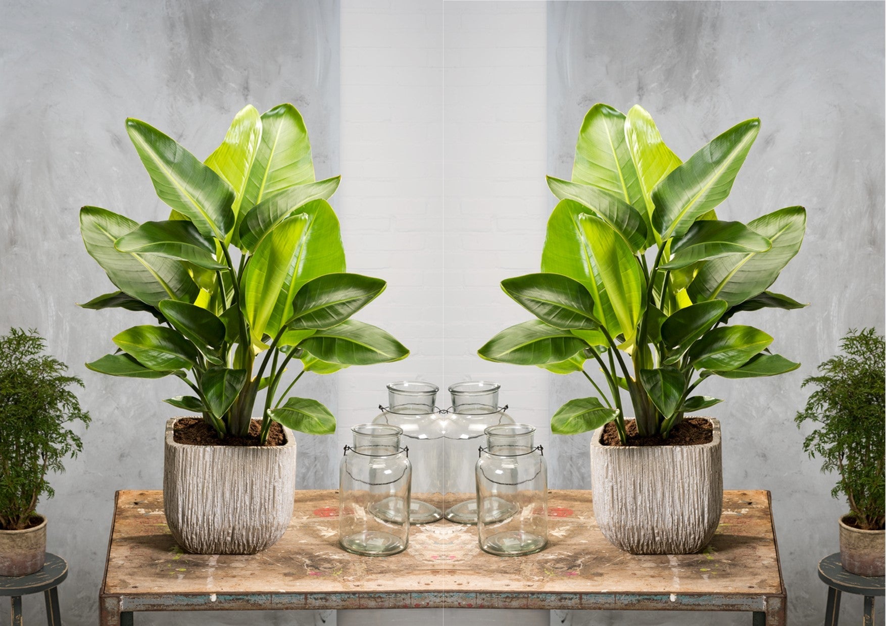Strelitzia « Oiseau De Paradis » Avec Panier – Plante D’Intérieur