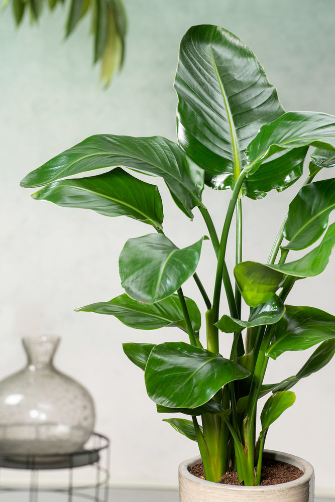 Strelitzia « Oiseau De Paradis » Avec Panier – Plante D’Intérieur
