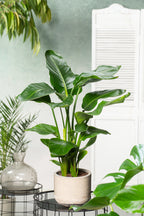 Strelitzia « Oiseau De Paradis » Avec Panier – Plante D’Intérieur